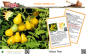 Preview: Tomate * Yellow Pear * 50 Samen